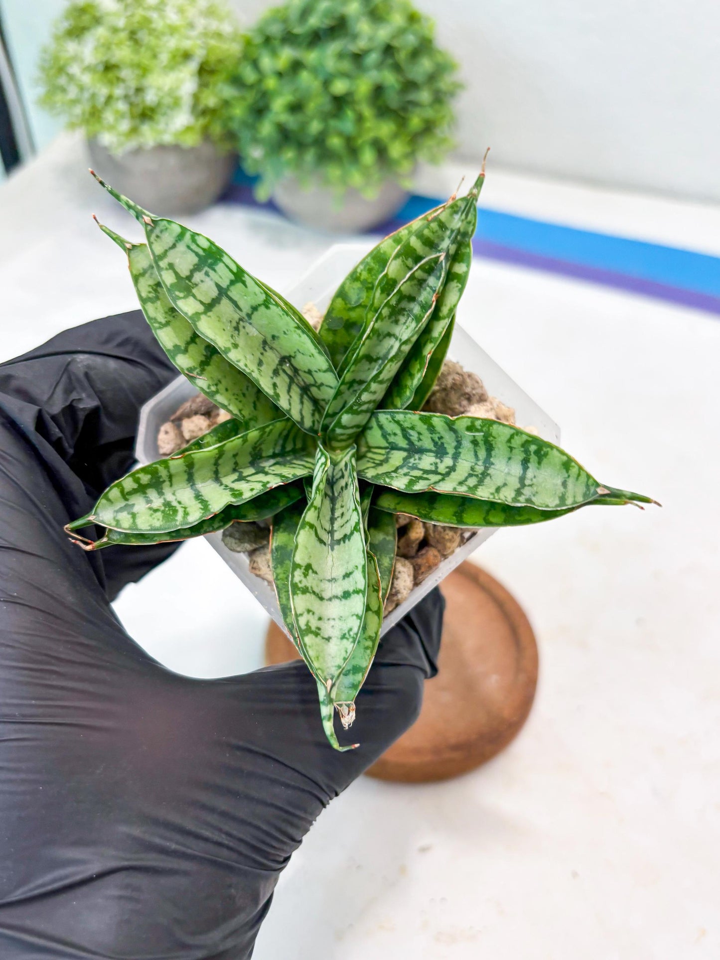 Sansevieria Pandawa (#Ba40) | Imported Plants