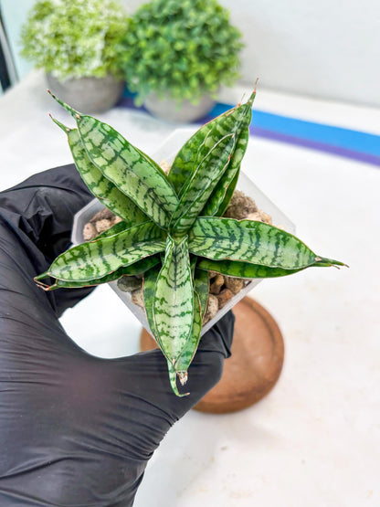 Sansevieria Pandawa (#Ba40) | Imported Plants