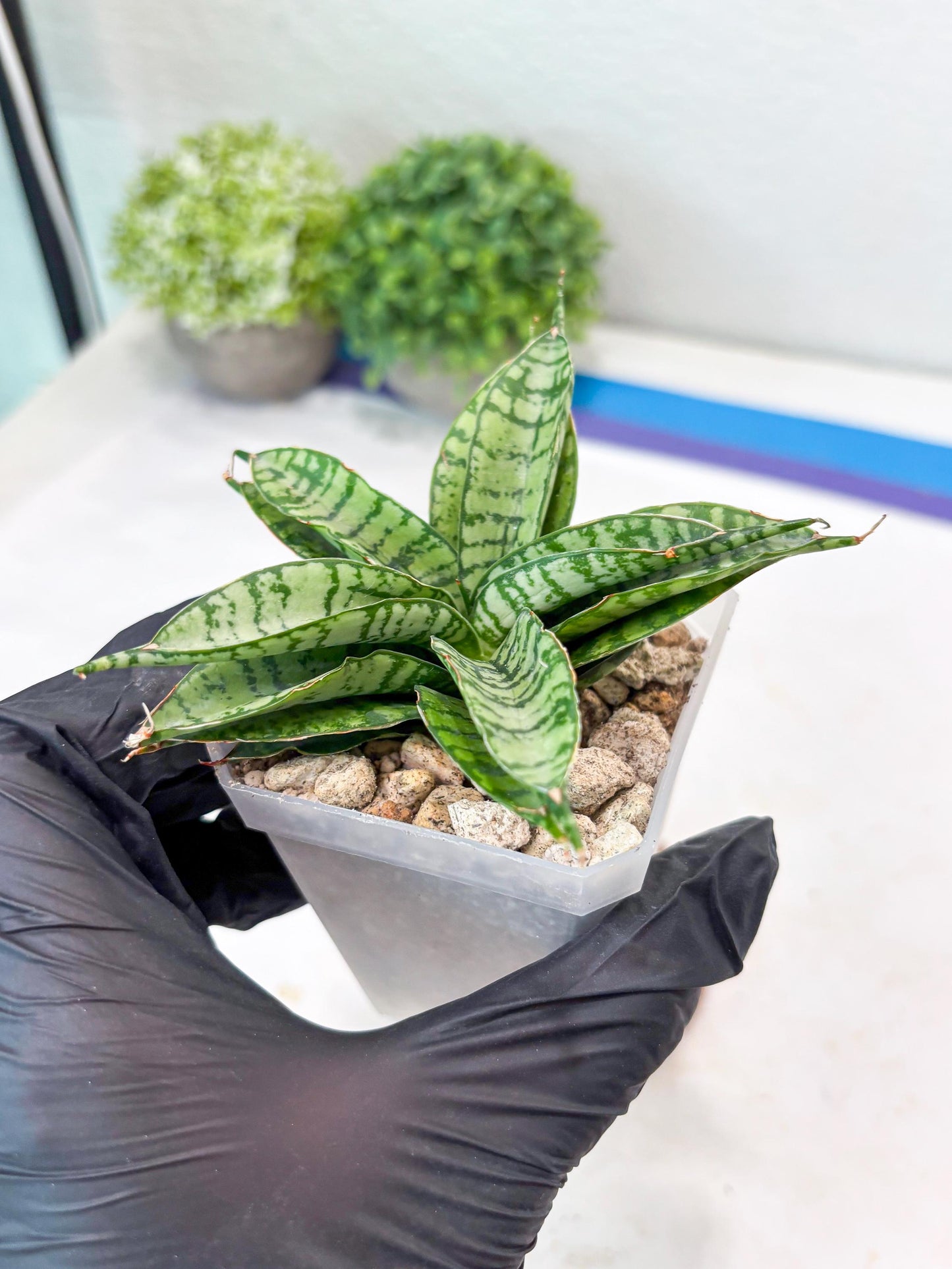 Sansevieria Pandawa (#Ba40) | Imported Plants