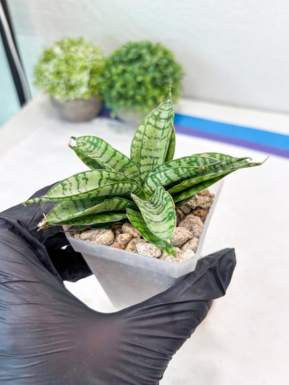 Sansevieria Pandawa (#Ba40) | Imported Plants