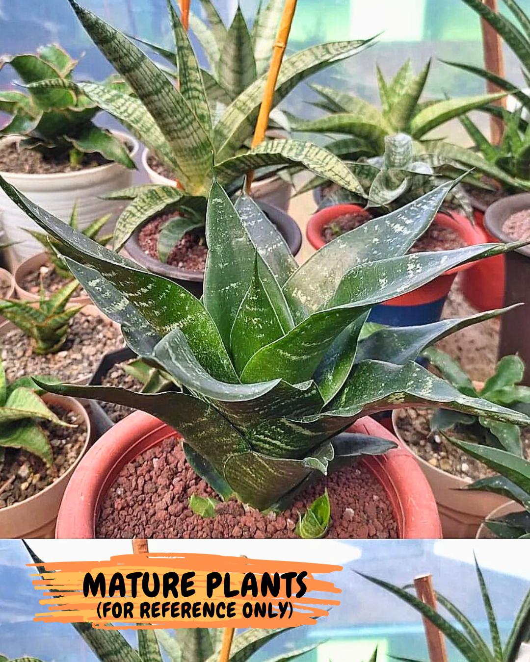 Sansevieria Adikara (#Ba88) | Imported Snake Plant