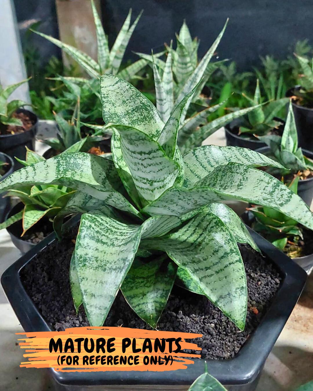 Sansevieria Jelita (#Ba99) | Rare Hybrid Species