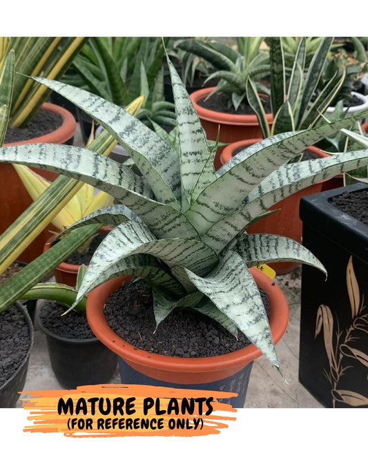 Sansevieria Suzy (ba4) (13) | Rare Hybrid Snake plant