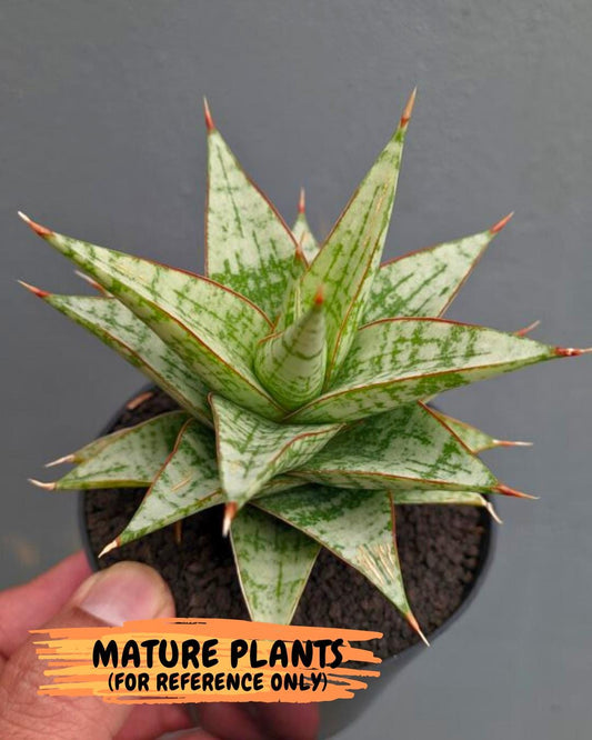 Sansevieria Niubi (#Ba83) | Rare Hybrid Species