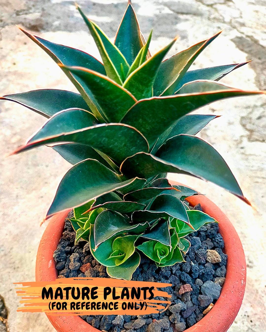 Sansevieria Sri Rama (#Ba92) (Yellow) | Imported Snake Plant