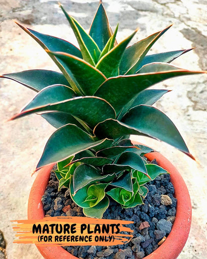 Sansevieria Sri Rama (#Ba92) (Yellow) | Imported Snake Plant