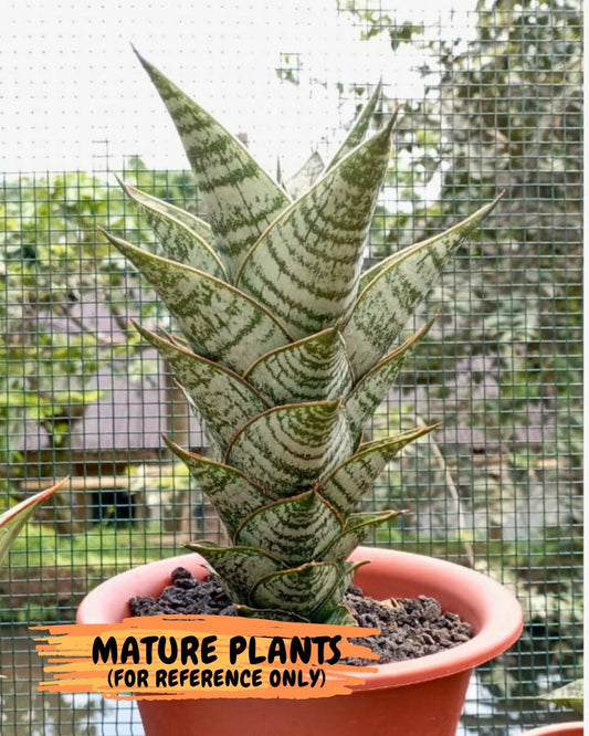 Sansevieria Jarvis (#Ba100) | Rare Hybrid Species