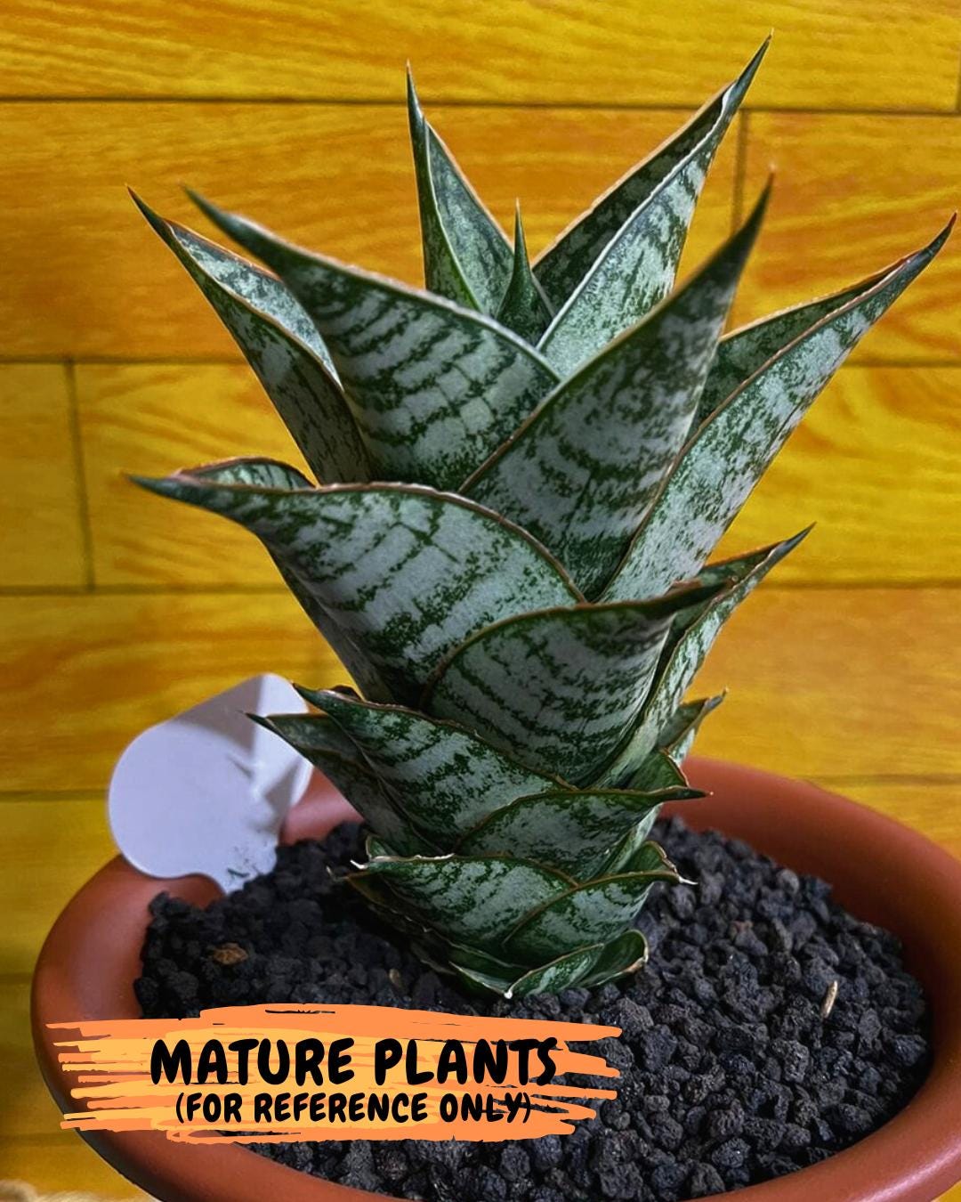 Sansevieria Jarvis (#Ba100) | Rare Hybrid Species