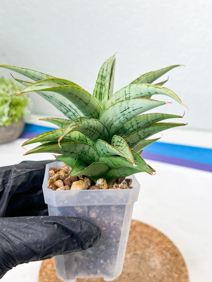Sansevieria Amabilis (#Ha63) | Imported Hybrids