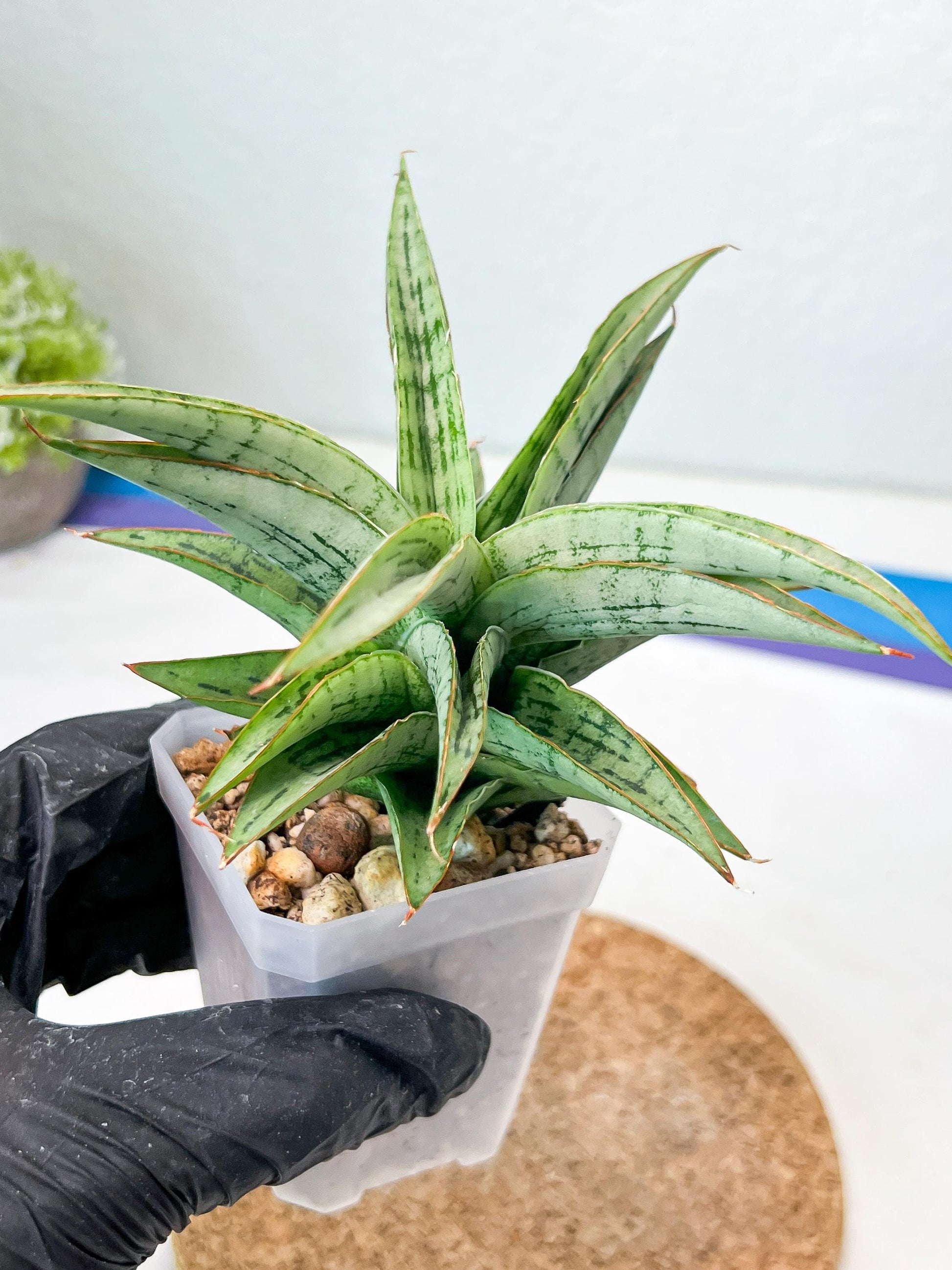 Sansevieria Amabilis (#Ha63) | Imported Hybrids