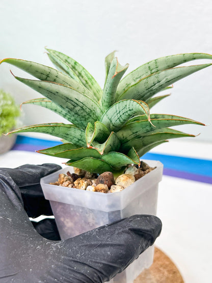 Sansevieria Amabilis (#Ha63) | Imported Hybrids