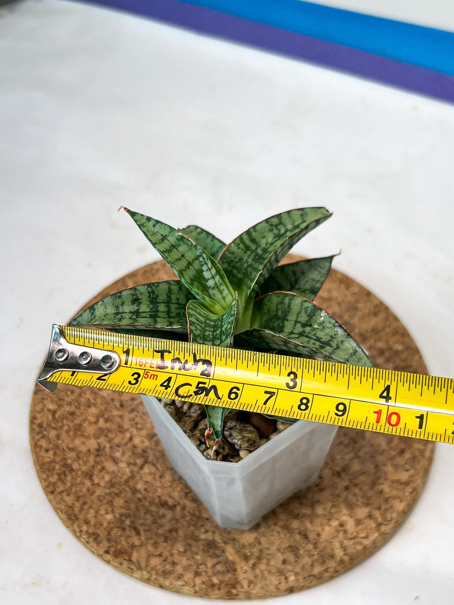 Sansevieria Desi (#Ha65) | Imported Hybrids