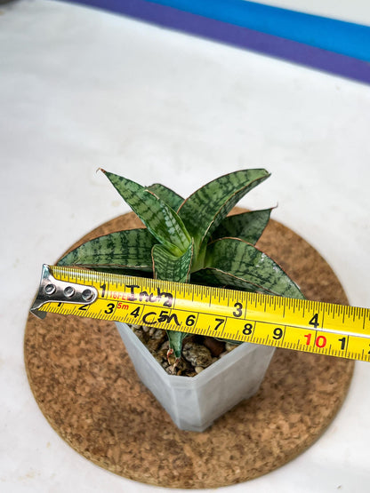 Sansevieria Desi (#Ha65) | Imported Hybrids