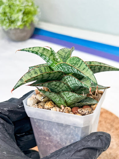 Sansevieria Desi (#Ha65) | Imported Hybrids