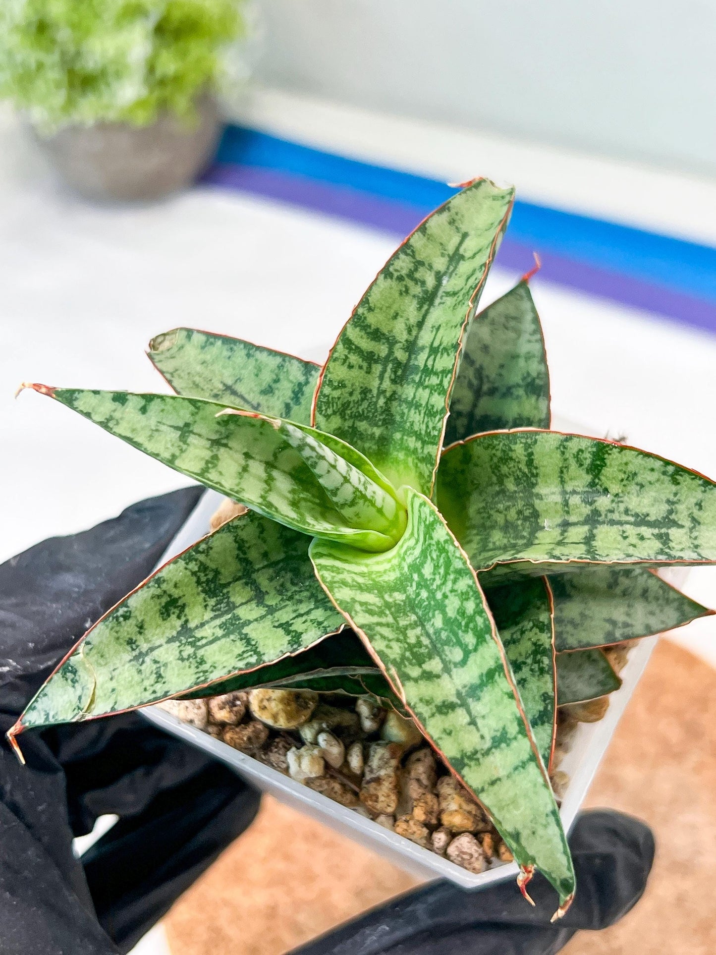 Sansevieria Desi (#Ha65) | Imported Hybrids