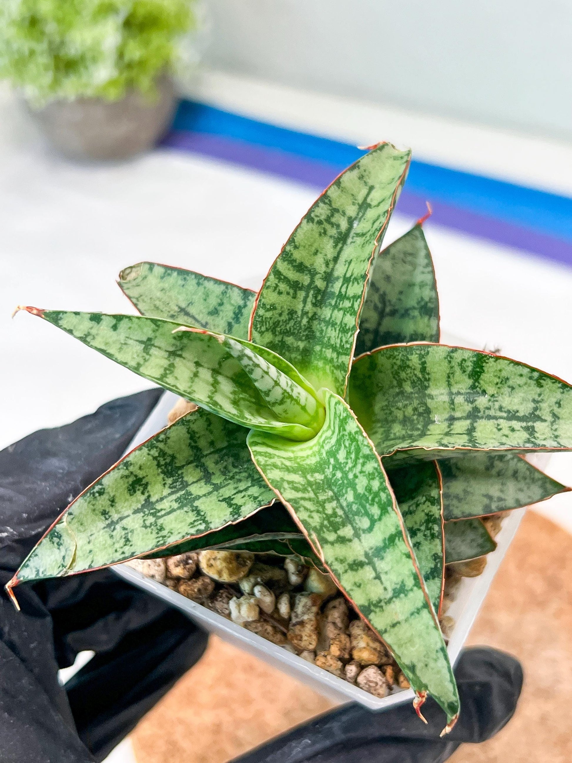 Sansevieria Desi (#Ha65) | Imported Hybrids
