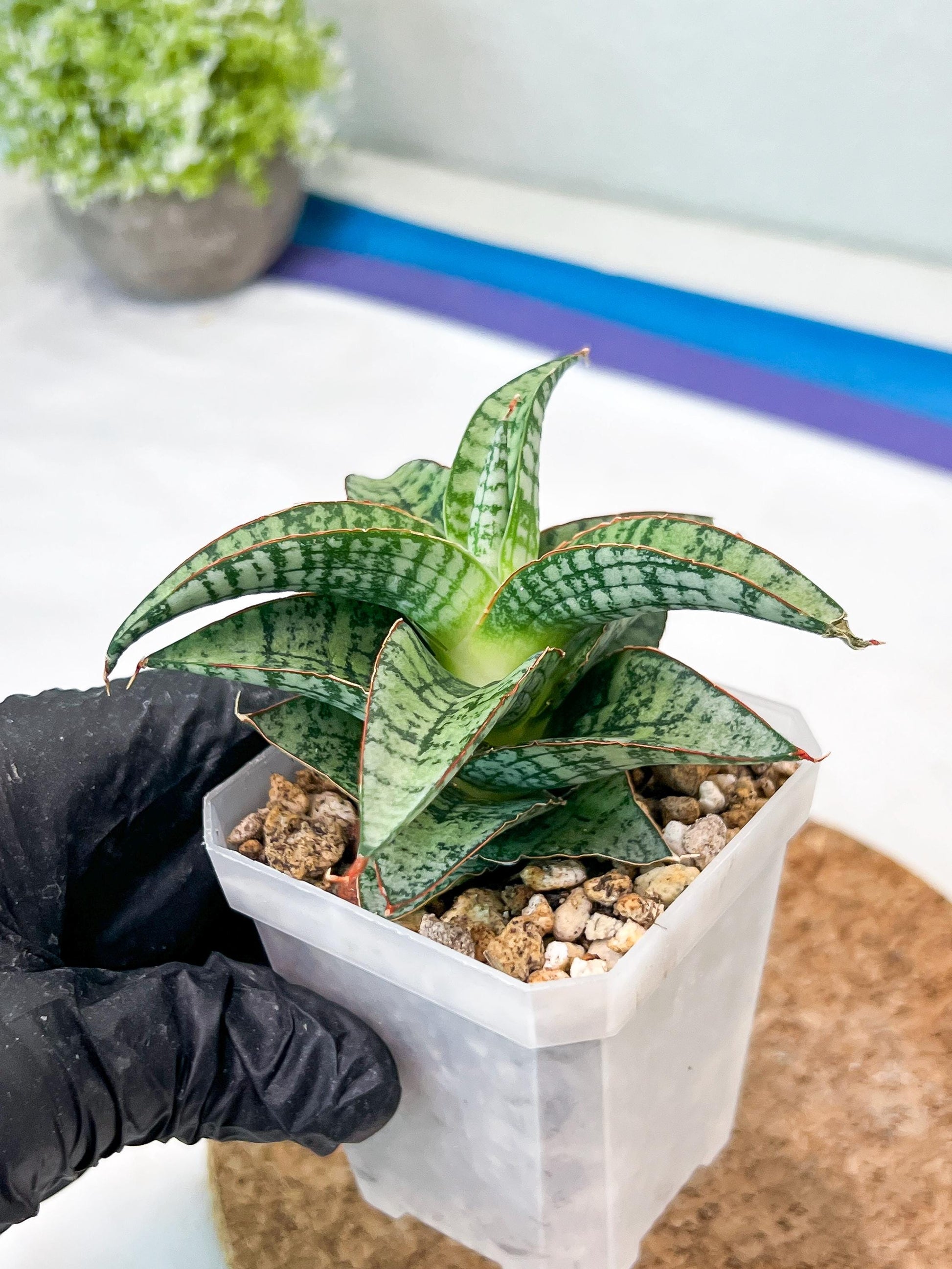 Sansevieria Desi (#Ha65) | Imported Hybrids