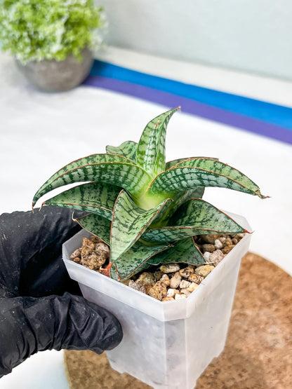 Sansevieria Desi (#Ha65) | Imported Hybrids