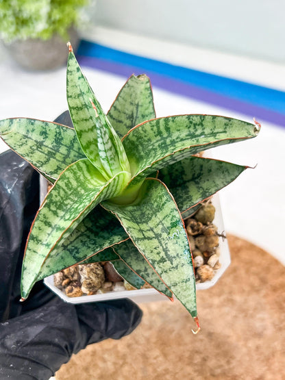 Sansevieria Desi (#Ha65) | Imported Hybrids