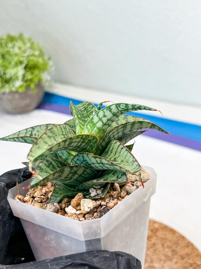 Sansevieria Desi (#Ha65) | Imported Hybrids