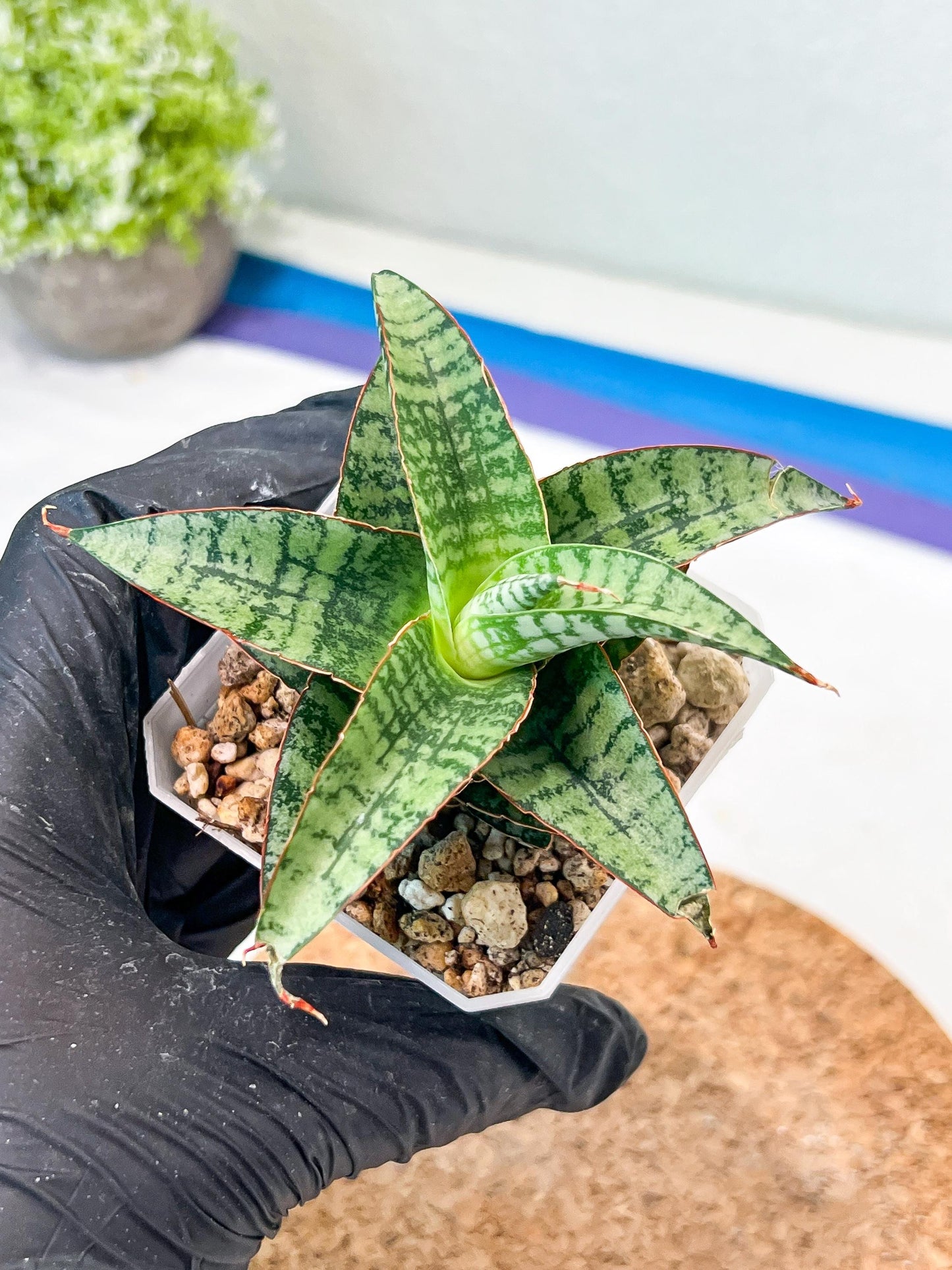 Sansevieria Desi (#Ha65) | Imported Hybrids