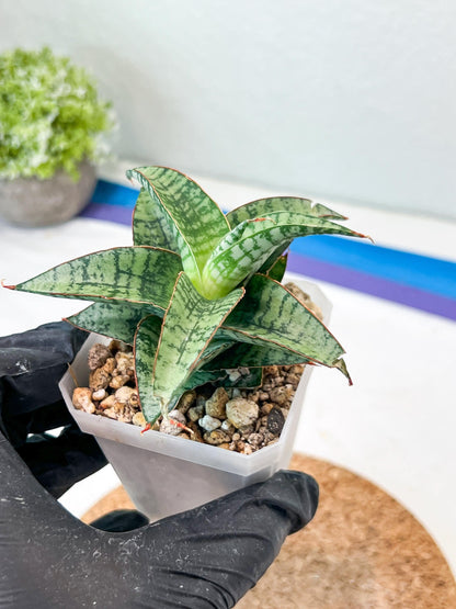 Sansevieria Desi (#Ha65) | Imported Hybrids