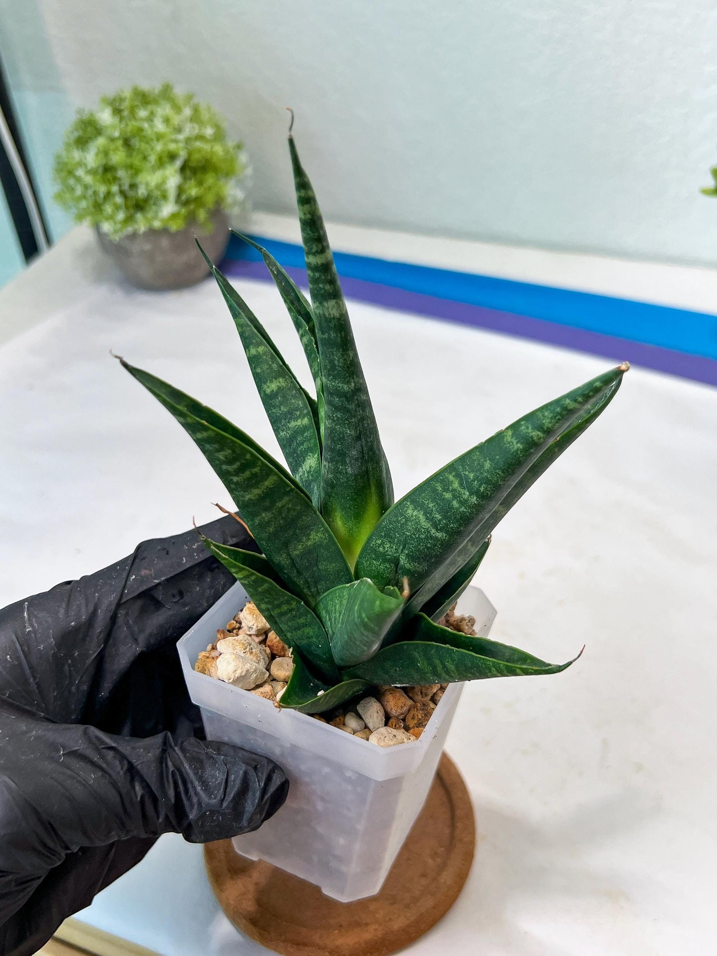 Sansevieria Francisi x Coco x Cordova (#Ha69) | Imported Hybrids