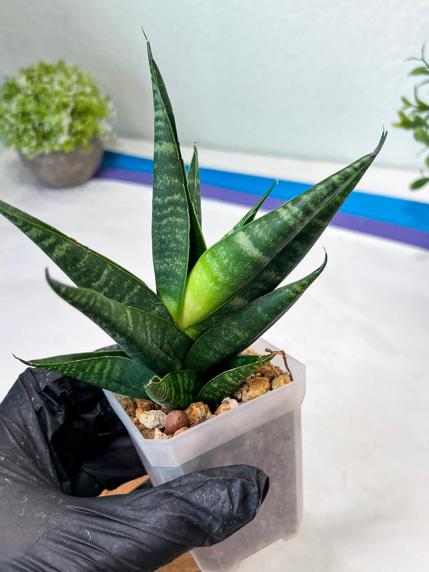 Sansevieria Francisi x Coco x Cordova (#Ha69) | Imported Hybrids