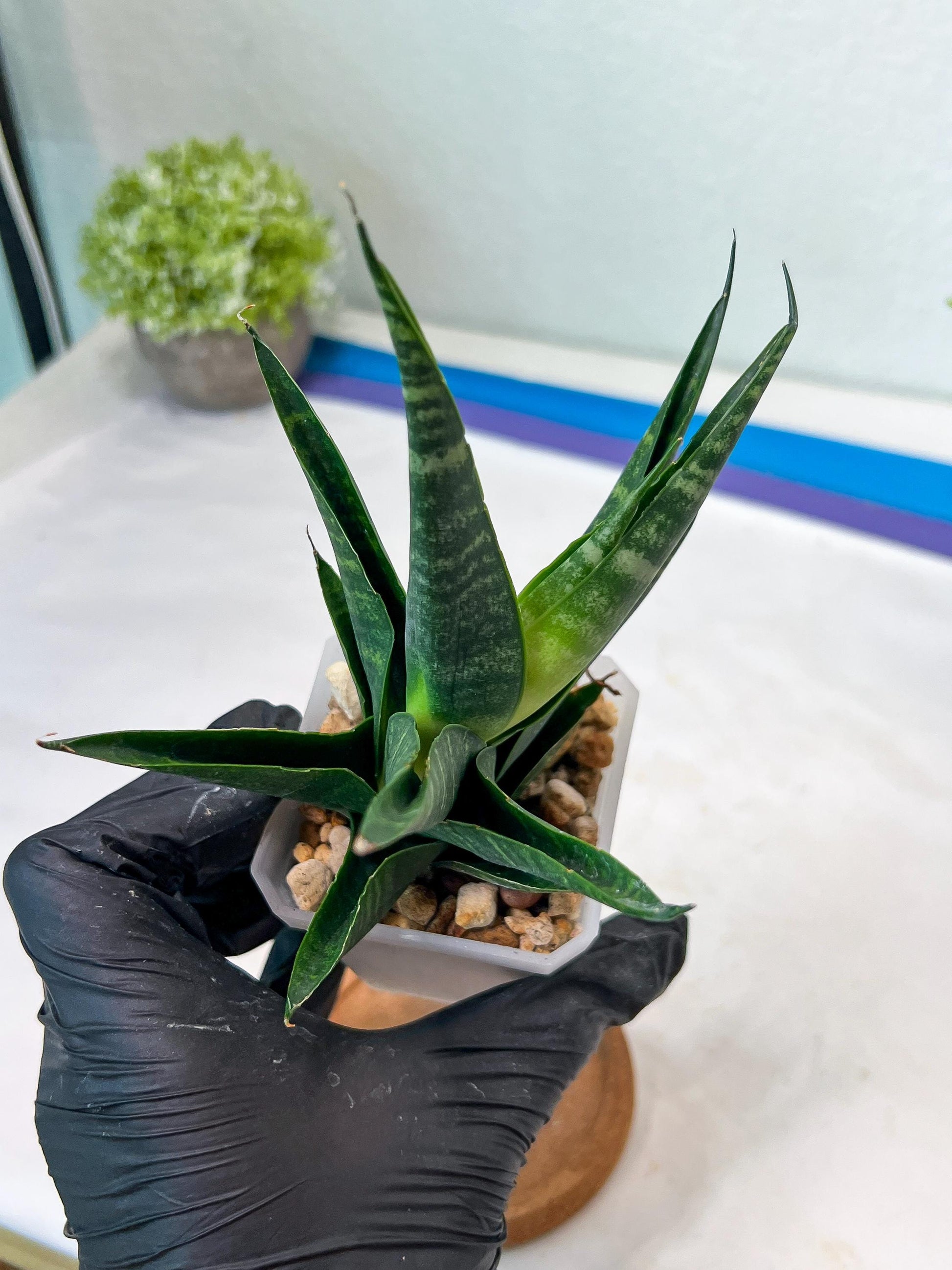 Sansevieria Francisi x Coco x Cordova (#Ha69) | Imported Hybrids
