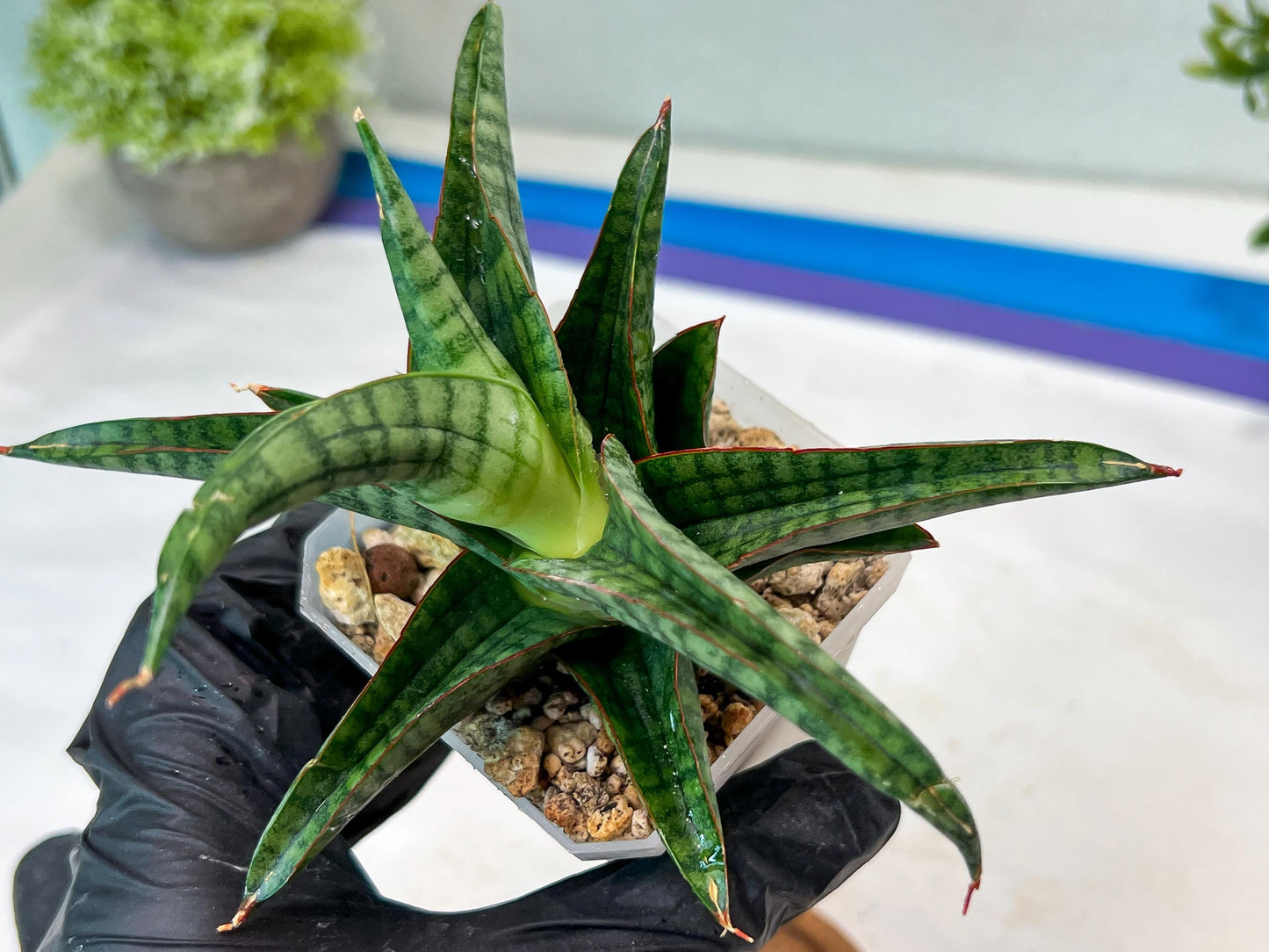 Sansevieria Gojila (#Ha70) | Imported Hybrids