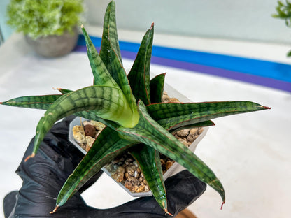 Sansevieria Gojila (#Ha70) | Imported Hybrids