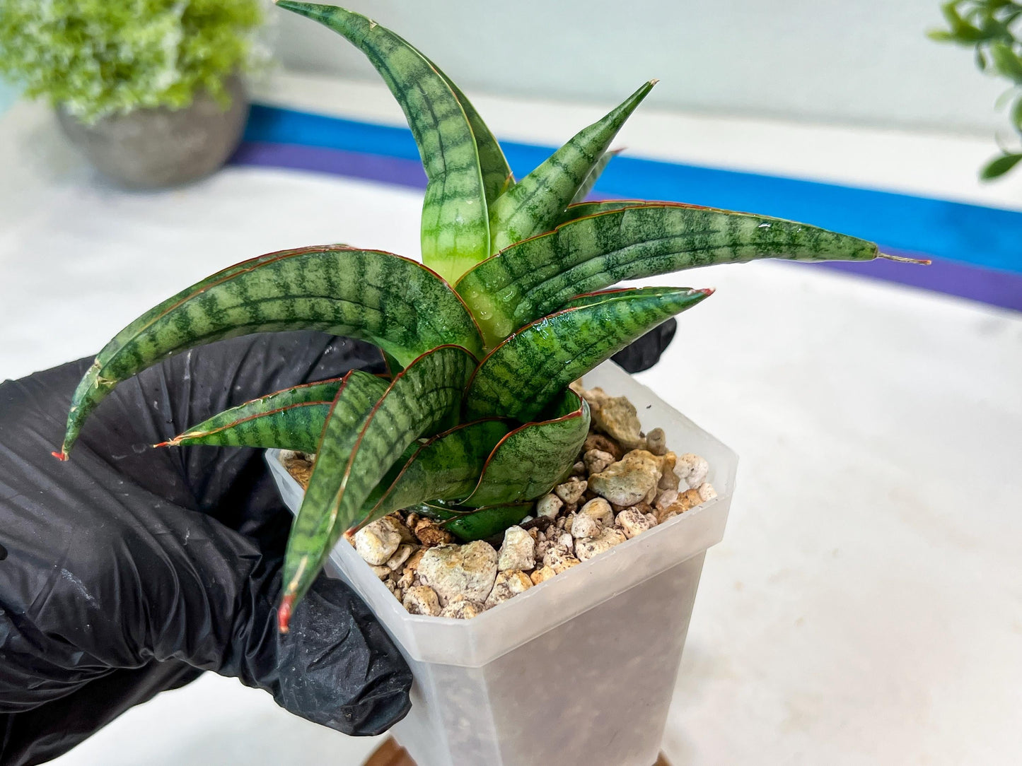 Sansevieria Gojila (#Ha70) | Imported Hybrids