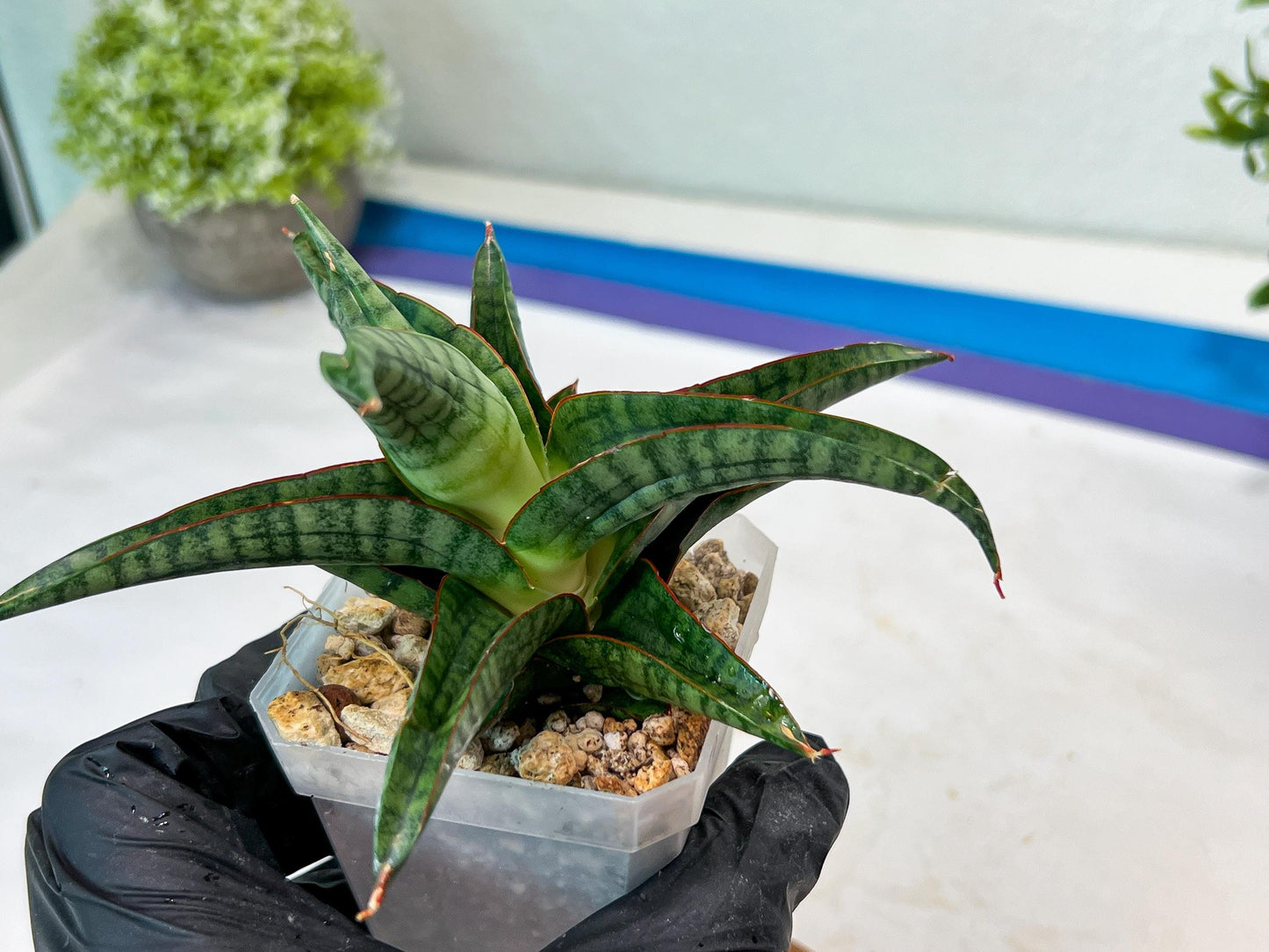 Sansevieria Gojila (#Ha70) | Imported Hybrids