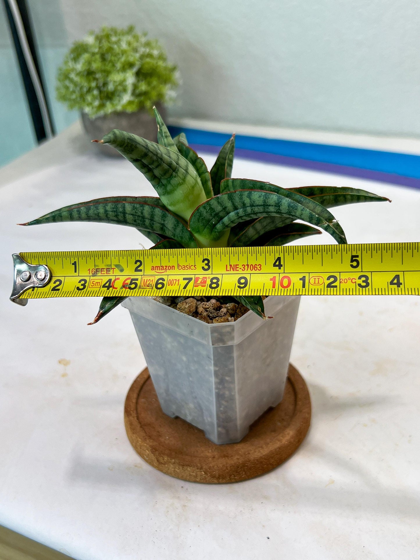 Sansevieria Gojila (#Ha70) | Imported Hybrids