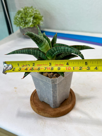 Sansevieria Gojila (#Ha70) | Imported Hybrids