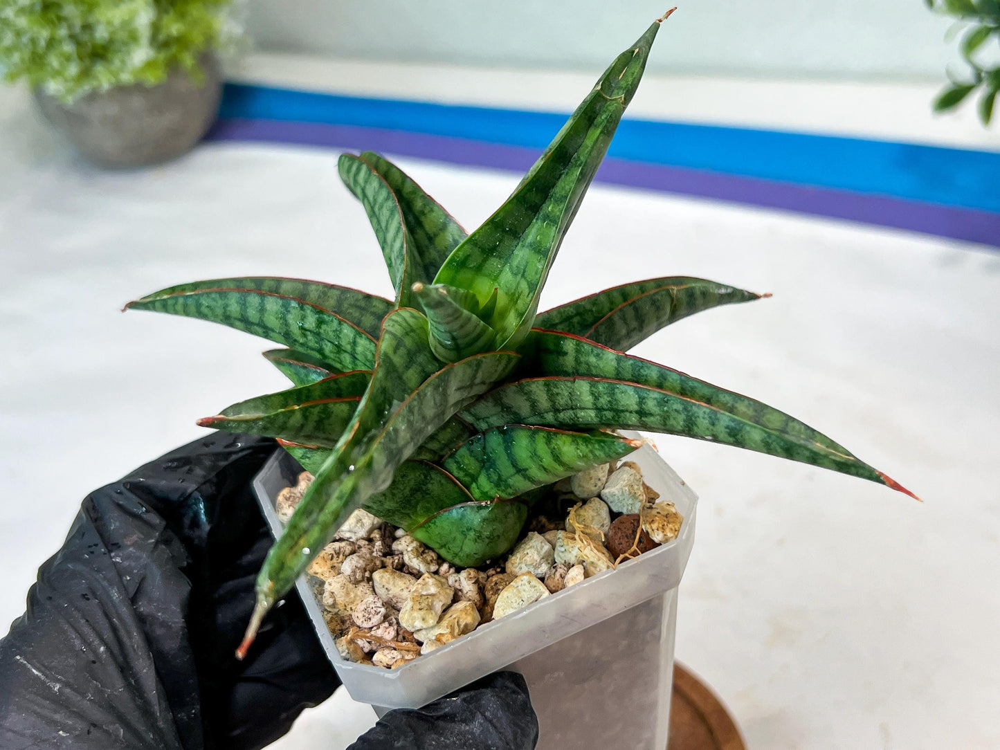 Sansevieria Gojila (#Ha70) | Imported Hybrids
