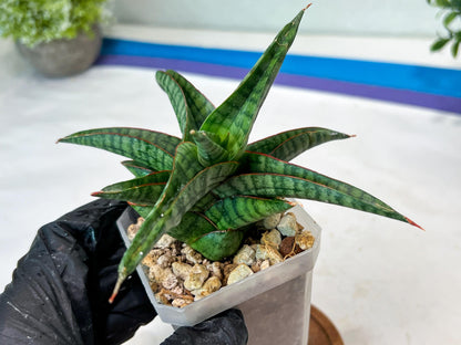 Sansevieria Gojila (#Ha70) | Imported Hybrids