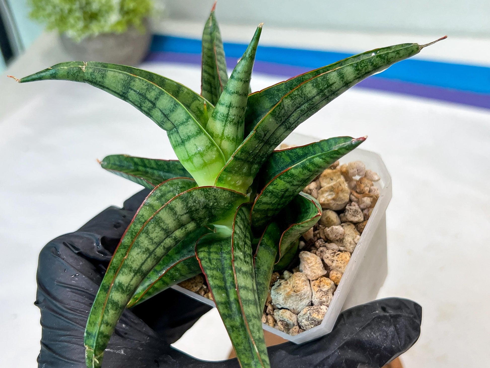 Sansevieria Gojila (#Ha70) | Imported Hybrids