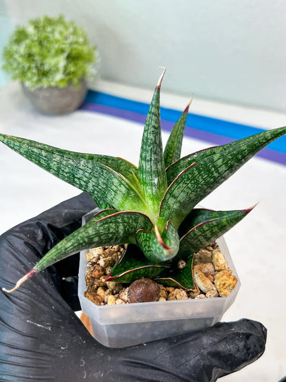 Sansevieria Jadu (#Ha71) | Imported Hybrids