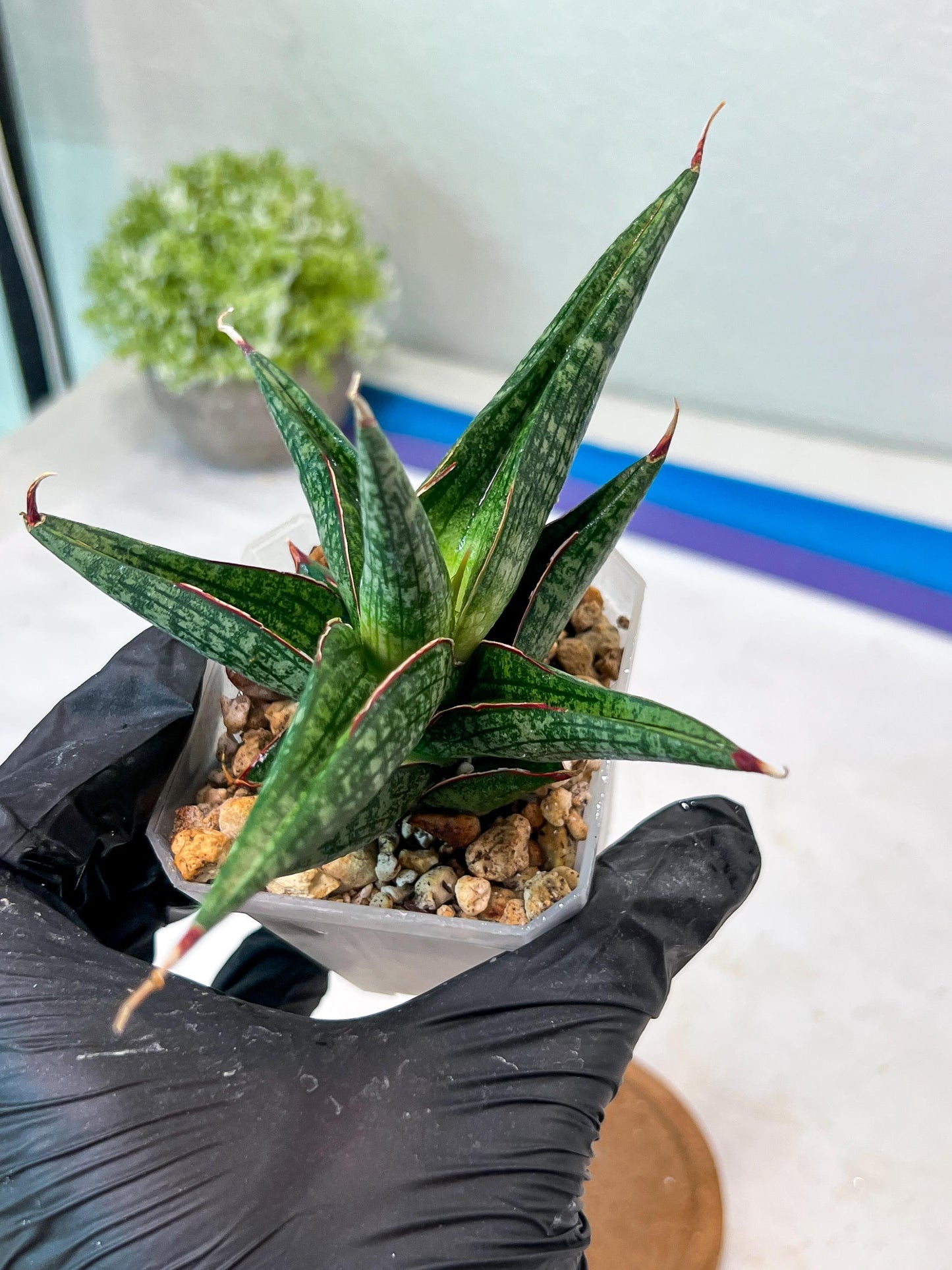 Sansevieria Jadu (#Ha71) | Imported Hybrids