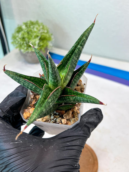 Sansevieria Jadu (#Ha71) | Imported Hybrids