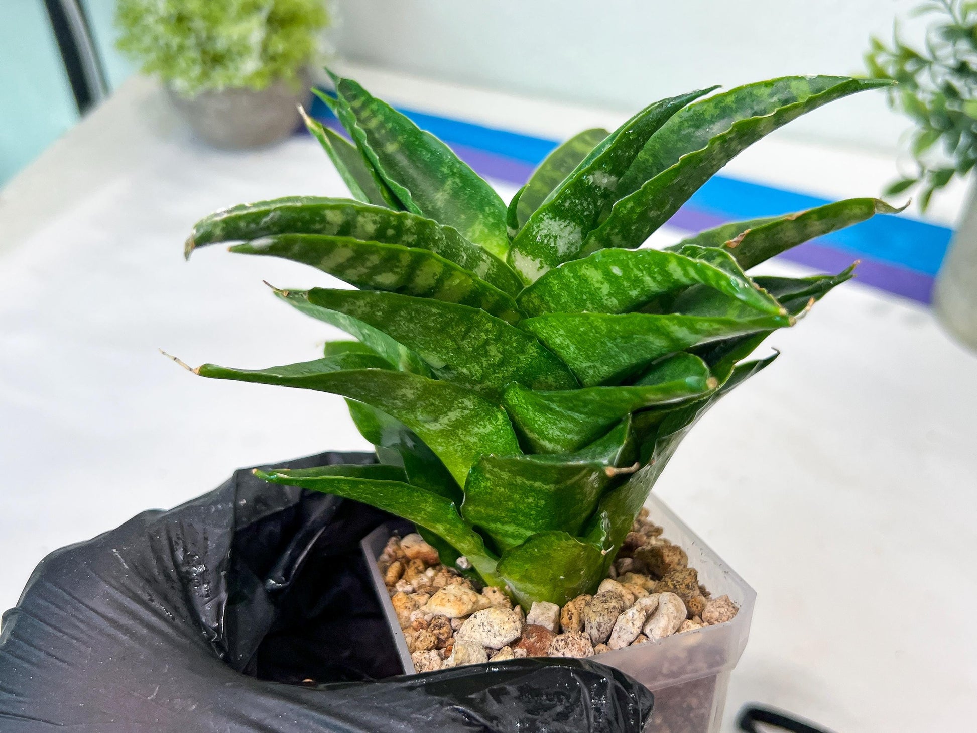Sansevieria Kraden (#Ha74) | Imported Hybrids