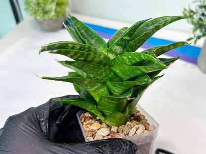 Sansevieria Kraden (#Ha74) | Imported Hybrids