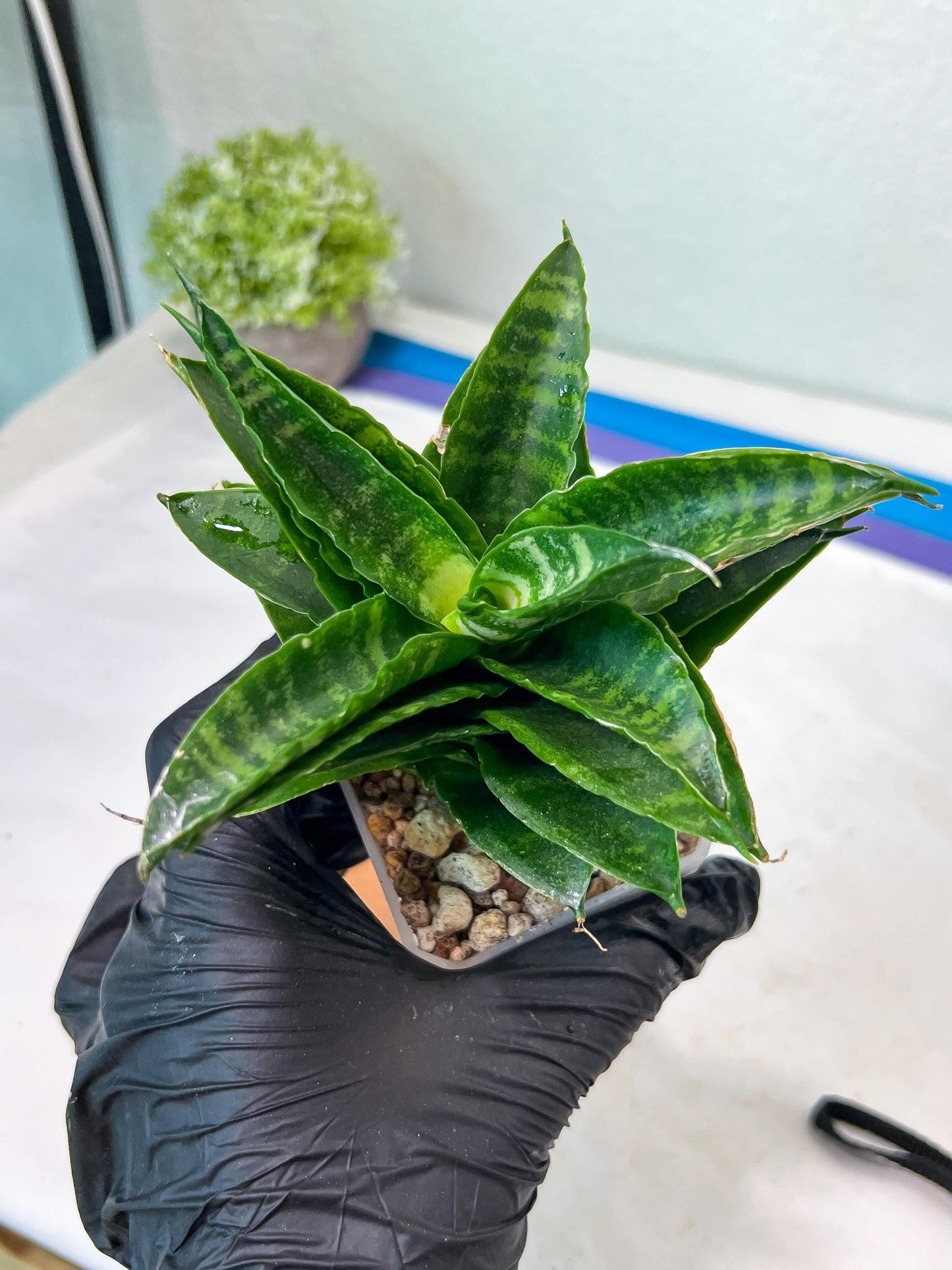 Sansevieria Kraden (#Ha74) | Imported Hybrids