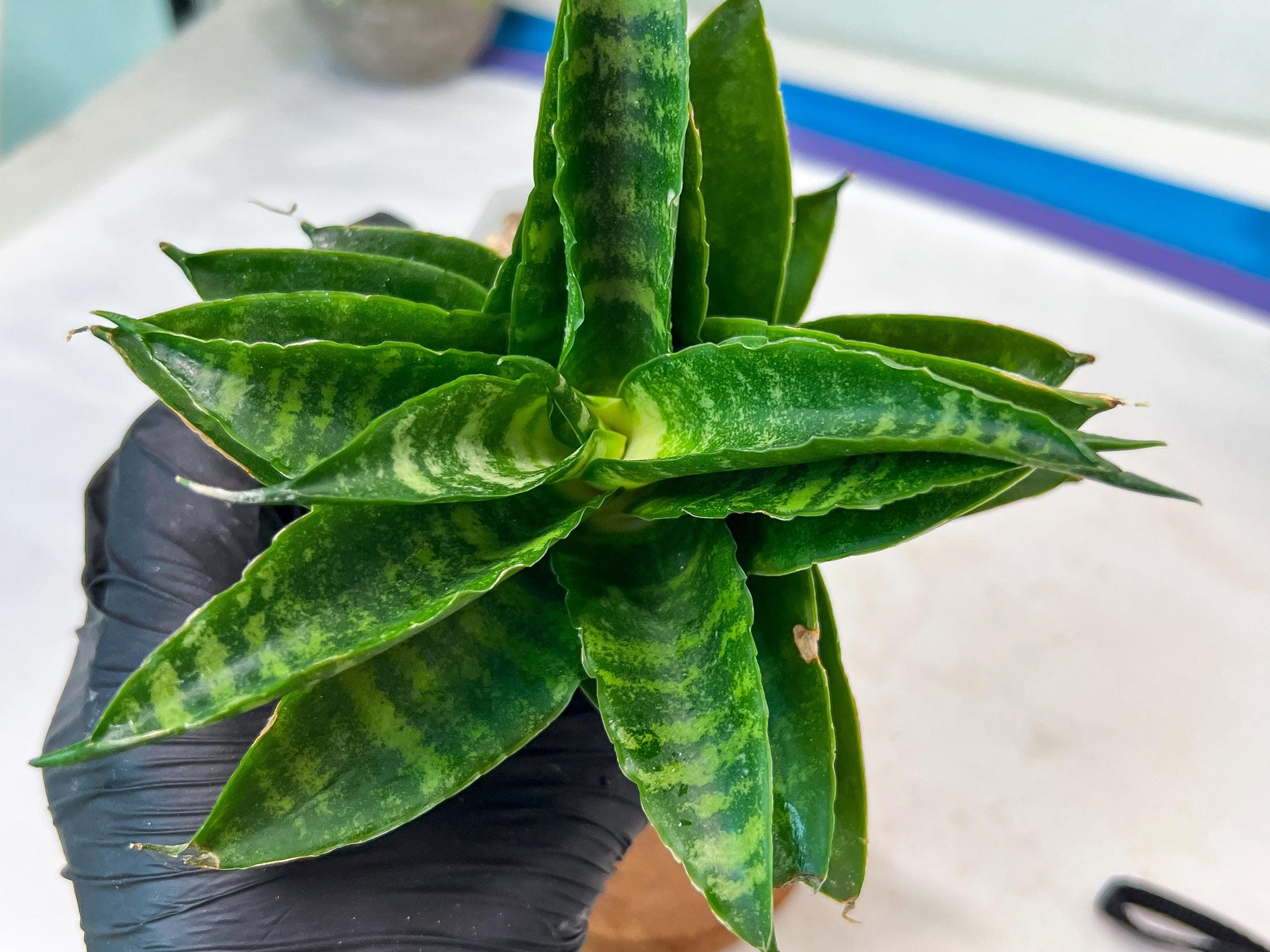 Sansevieria Kraden (#Ha74) | Imported Hybrids