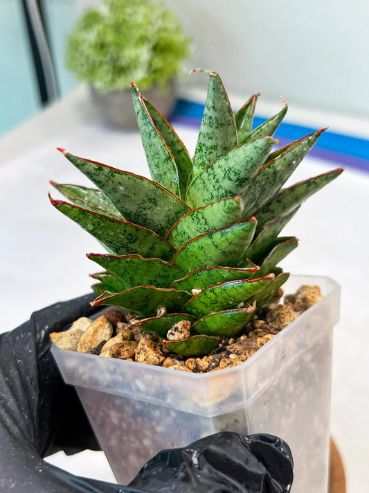 Sansevieria Lotus (#Ha75) | Imported Hybrids