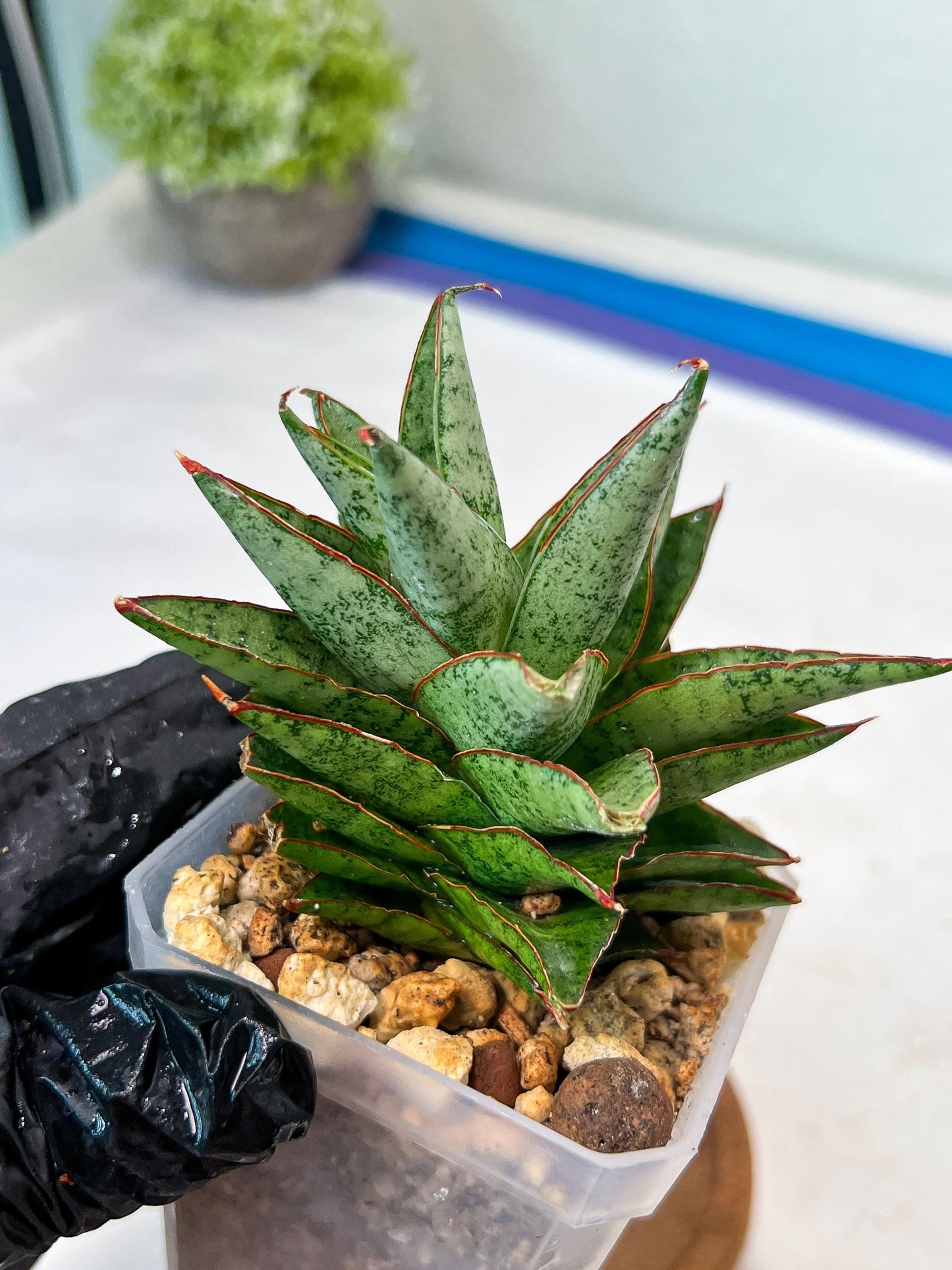 Sansevieria Lotus (#Ha75) | Imported Hybrids