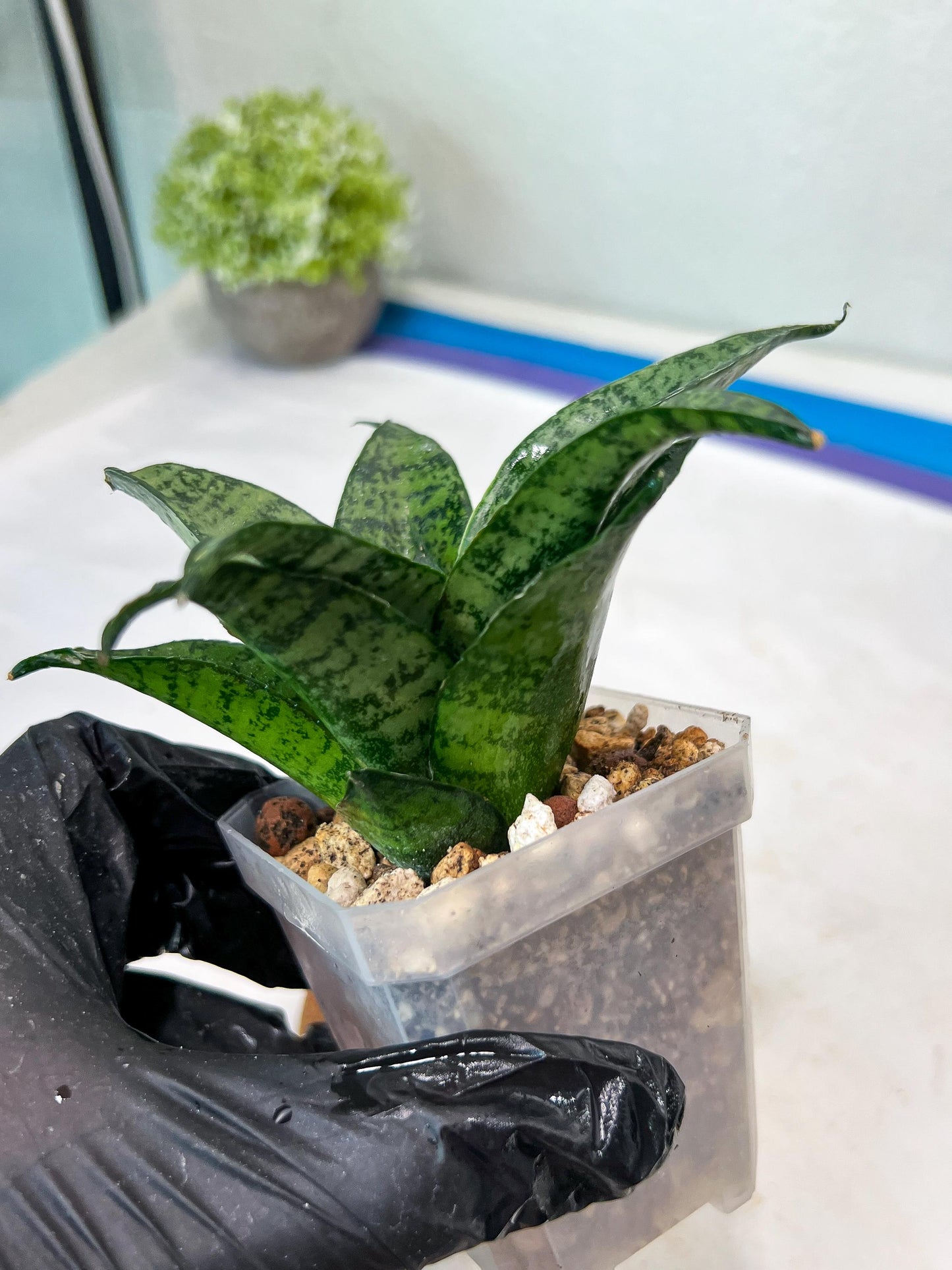 Sansevieria Mayang (#Ha76) | Imported Hybrids