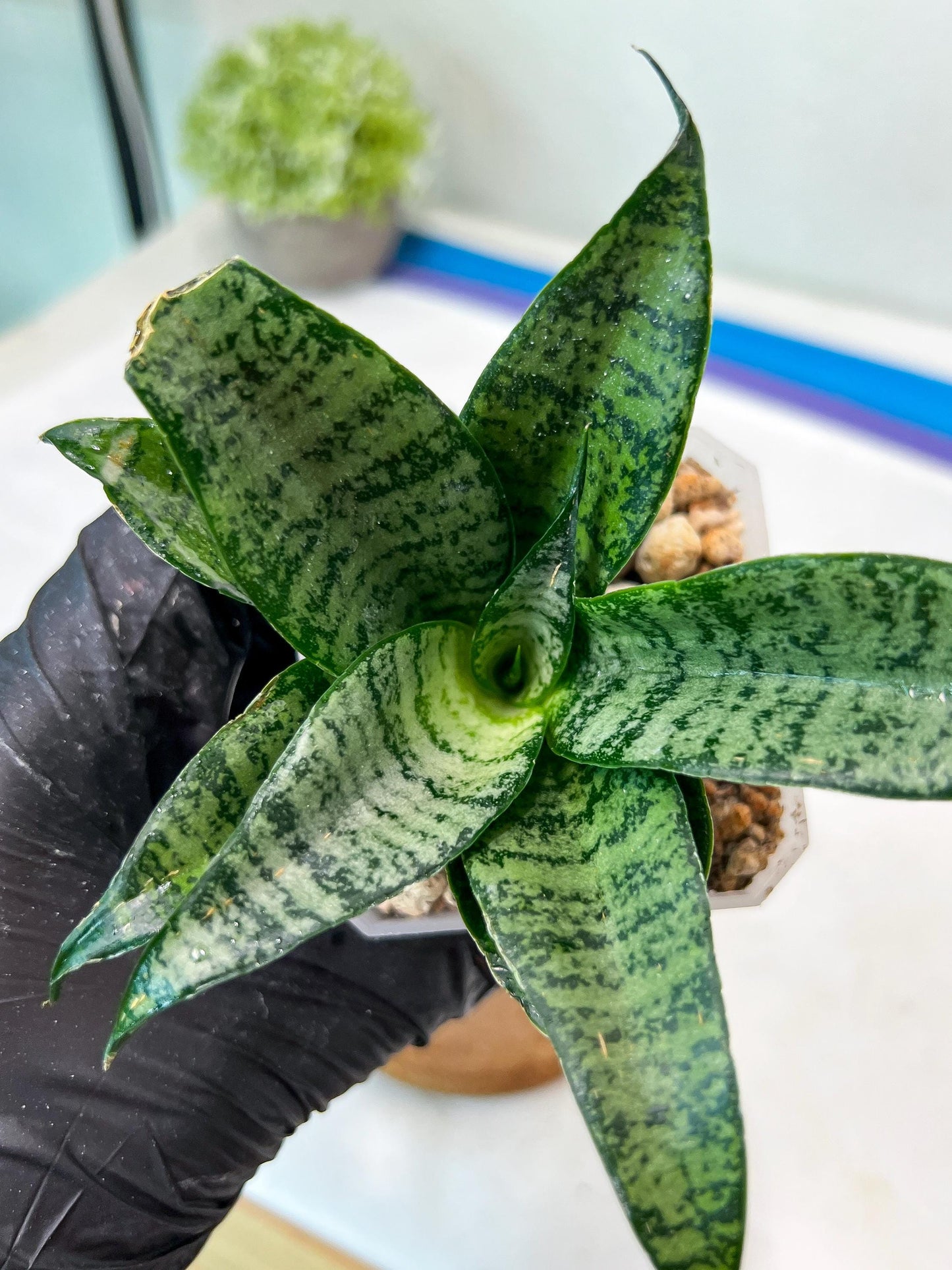 Sansevieria Mayang (#Ha76) | Imported Hybrids