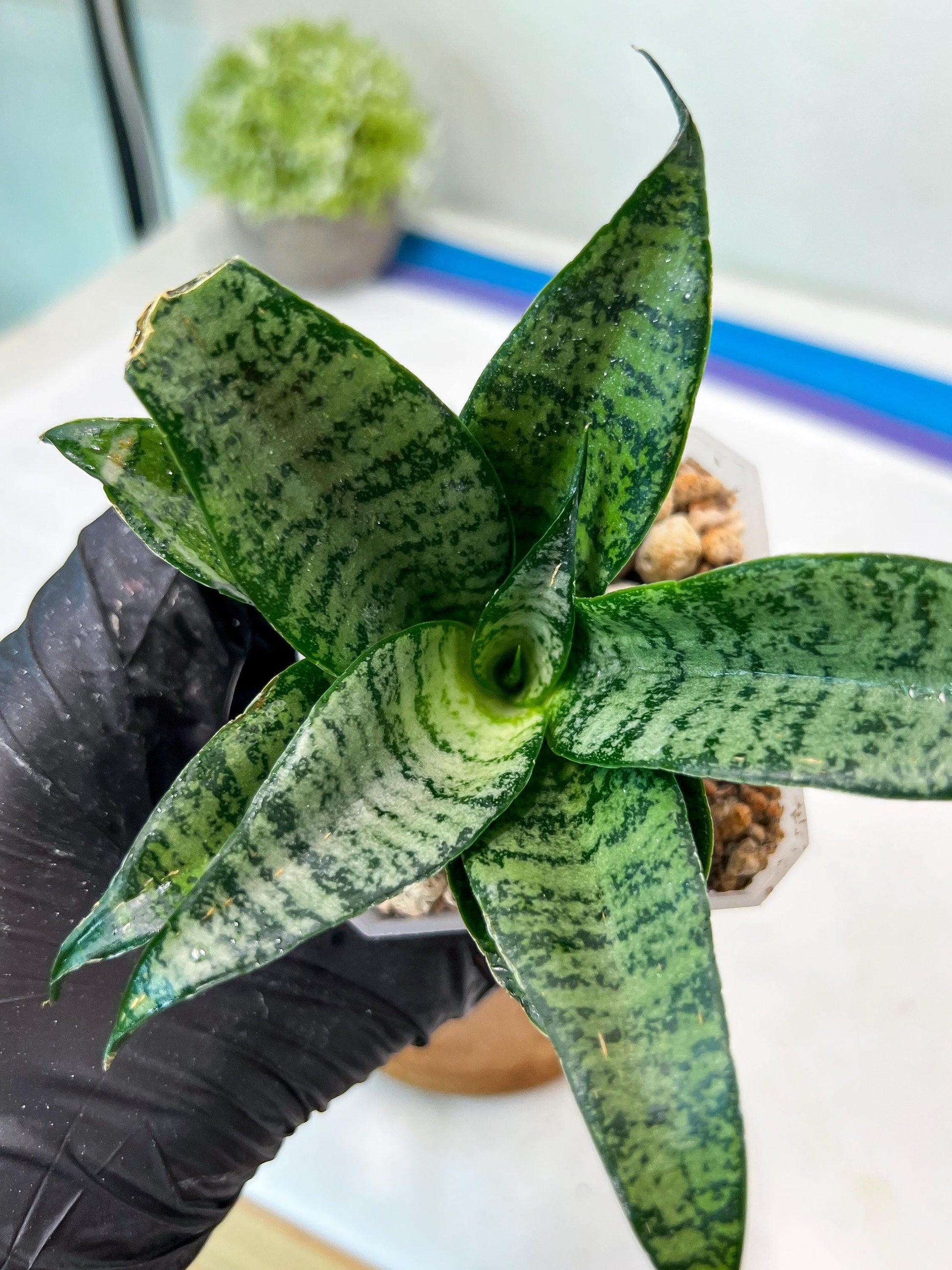 Sansevieria Mayang (#Ha76) | Imported Hybrids